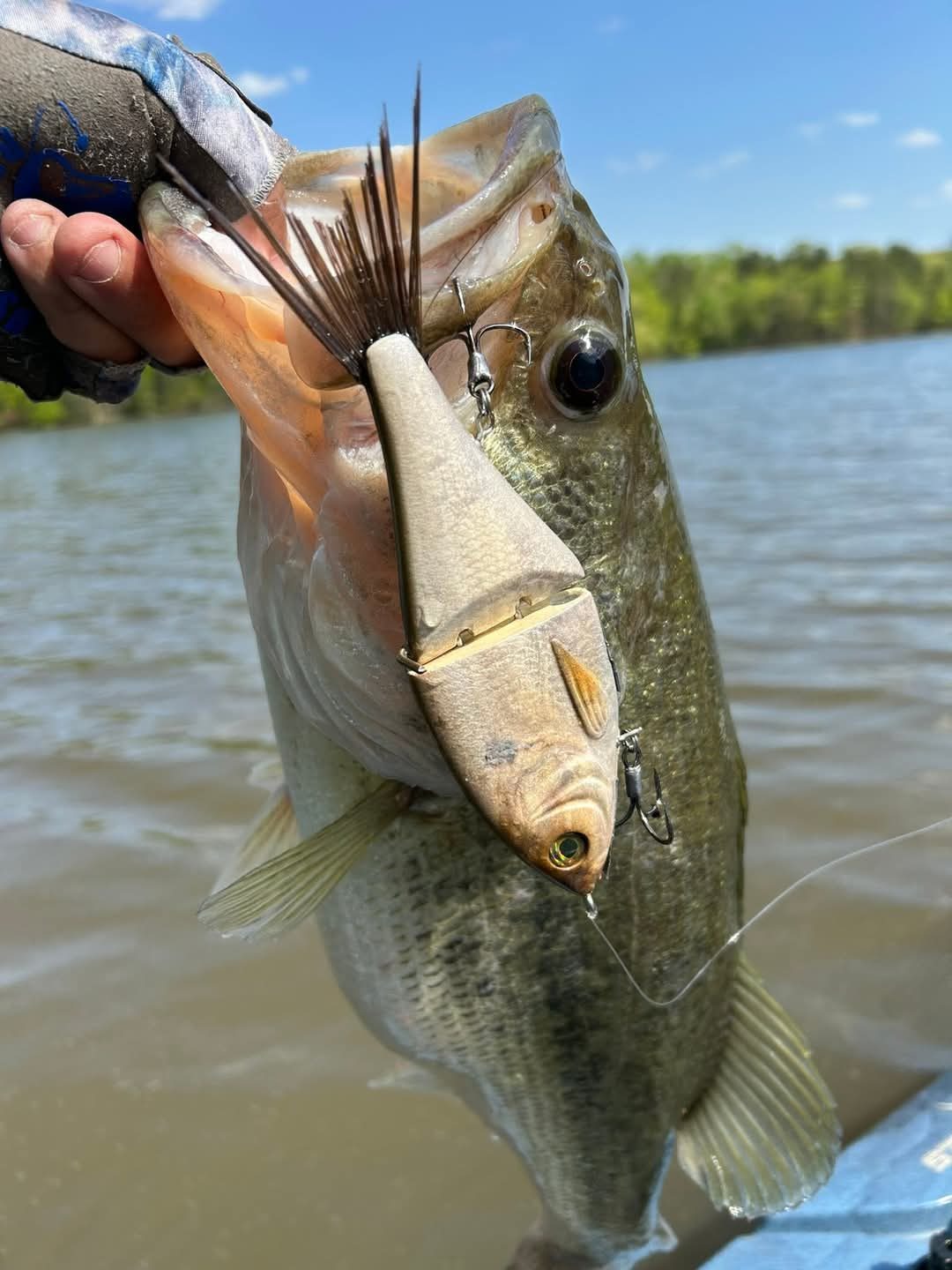 A bass eating a Versatile Baits glide bait at the surface